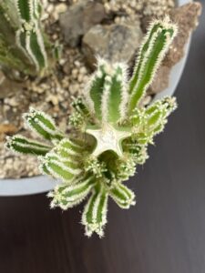 上から見たサボテンの星形のような切り口